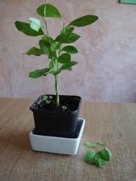 Les Pepins De Citrons Idees Maison Jardinage Astuce Jardin Jardinage En Pots