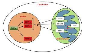Includes free vocabulary trainer, verb tables and pronunciation function. Biogenese Mitochondriale Download Scientific Diagram