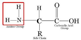 Medical Physiology Basic Biochemistry Amino Acids And