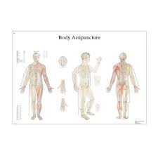 The visible human project is a fantastic tool that allows you to view almost all anatomical structures of the body. Male Acupuncture 2 Ear Models Body Ear Chart 3b Scientific 3011941 Acupuncture Models Acupuncture Reference Figures