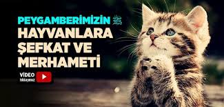 Peygamberimizin Hayvanlara Sefkat Ve Merhameti Islam Ve Ihsan