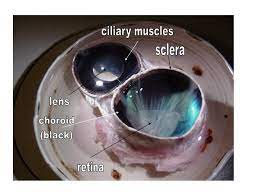 Maybe you would like to learn more about one of these? Wmu Psychology Department Lisa Baker Cow Eyes Dissection How To Memorize Things