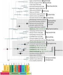 divergence times in demosponges porifera first insights