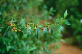 Image result for Rhamnus prinoides