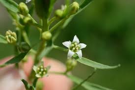 Image result for Thesium