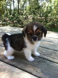 Black And White Shih Tzu Dachshund Mix 35 Amazing Shih Tzu Cross Breeds Shih Tzu Daily Shih Tzu Dogs Shih Tzu Dog