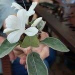 Image result for Barleria albostellata