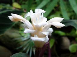 Ada banyak jenis jenis calathea yang bisa dipilih, lo. Calathea Penjagaan Rumah Penanaman Dan Penghasilan Semula