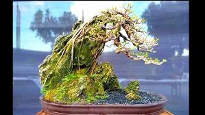 Inspirasi dari berbagai sumber semoga dapat menambah ide buat bahan bonsai kita видео inspirasi bonsai penjing dan on the rock канала adlan altamis. Inspirasi Bonsai Gaya Penjing Terbaik Bonsai Indonesia Youtube