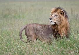 Tout Savoir Sur Les Animaux De La Savane Un jouet idéal pour faire connaitre les animaux à votre bébé. tout savoir sur les animaux de la savane