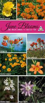 Maybe you would like to learn more about one of these? Missouri Wildflowers Native Plants Flowering In June Native Plant Landscape Native Plants Native Plant Gardening