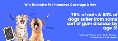 Get your pets the care they deserve without emptying your wallet. Best Pet Insurance In New York City Nyc For 2021 Benzinga