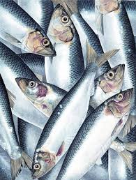 Seafood A Portfolio Of Illustrations Created By Charlotte Knox Seafood Art Fish Art Fish Illustration