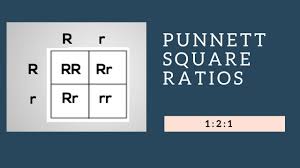Genotypic Ratios And Phenotypic Ratios For Punnett Squares Youtube