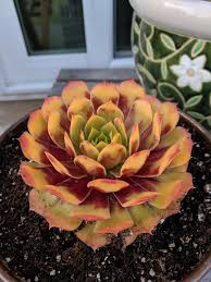 Gold with red tips in spring and autumn, turning red in winter. Gold Nugget Succulents