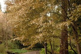 Image result for Amelanchier laevis