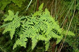 Image result for Gleichenia elongata