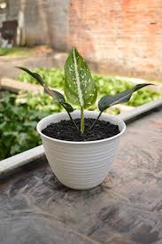 Kamu bisa menemukan penjual tanaman hias dari seluruh indonesia yang terdekat dari lokasi & wilayah kamu sekarang. Jual Tanaman Hias Aglaonema Costatum Bibit Tanaman Dengan Harga Rp 25 000 Dari Toko Online Brilianmuda Garden Kota Tangerang Sel Tanaman Benih Kota Tangerang
