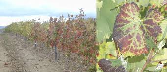 Image result for Grapevine leafroll virus