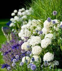 Was Fur Eine Zauberhafte Kombination Weisse Hortensien Agapanthus Salvia Mainacht Und Echinops Ritro Hor In 2020 Hydrangea Landscaping Plants Beautiful Gardens