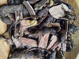 Image result for Buchnera nuttii