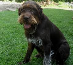 Image result for český fousek stavba těla