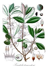 Image result for Vitellariopsis