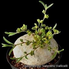 Image result for Raphionacme michelii