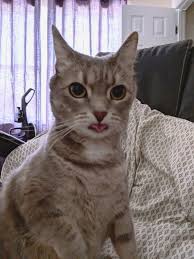 My Friend S Cat Did A Fancy Blep Meow Moe Cats Kittens Cutest Crazy Cats