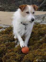 A Chalky Lookalike Playing Fetch On The Beach Dog Life Rick Stein Animals