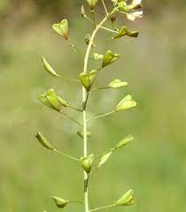 Propiedades bolsa de pastor la bolsa de psstor es una planta anual, llamada también zurroncillo o pan y queso, perteneciente a la familia de las brassicaceae que puede llegar a medir hasta 50 cm de. Plantas Medicinales