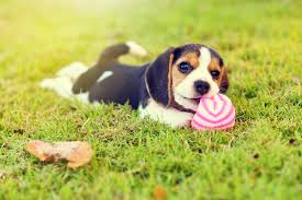 But causes a lot of concern for new puppy owners. How To Teach Your Puppy Not To Bite Petland Texas