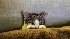 Qué es la regla 3-3-3 para la adopción de gatos | Público