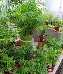 Neanthe Bella Palm Parlor Palm Care Instructions Parlor Palm Palm Plant Indoor Palm Plants