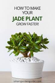 How Fast Do Jade Plants Grow And How To Make Them Grow Faster Smart Garden Guide Jade Plants Plant Care Houseplant Plants