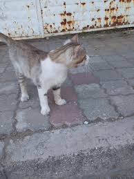 Hayvanat Duvari Yesil Gozlu Miskin Kedi Facebook