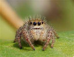 Pin On Arachnophobia Nightmares Spiders