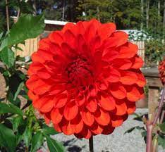 Formal Decorative Dahlia Flower Decor Flowers
