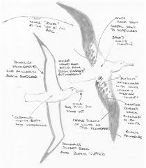 Agreement on the Conservation of Albatrosses and Petrels - "What the … this  bird is huge!" A great albatross Diomedea is seen off the Irish coast