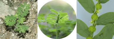 Image result for Phyllanthus