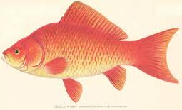 Allerdings sollte stets ein loch in der eisdecke vorhanden sein, sodass genügend sauerstoff in den. Fischwissen Ch Goldfisch