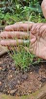 Image result for Moorochloa eruciformis