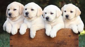 Clemkirk labrador retrievers was established in 1992. Dog Colour Labradors Life Expectancy And Disease Risk Linked To Colour