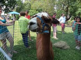 Rent A Petting Zoo Complete With Alpaca Zoo Animals Pets Birthday Party Themes