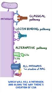 Image result for Complement Pathway