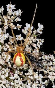 Image result for Empogona sp. A