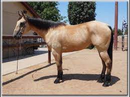 This is chester aka mr two eyed buckshot aqha 10 year old buckskin gelding. Nc Stingray Buckskin Head Horse For Sale Youtube