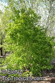 Image result for Strychnos lucens