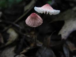 Image result for Marasmius opacus