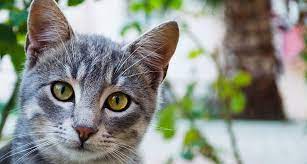 Find out more about common cat behavior issues to help you address some of our feline friends' behaviors and habits. Yes Cats Know Their Own Names Science News For Students